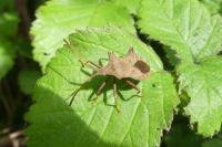 Coreus marginatus
