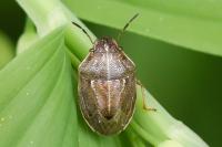 Neottiglossa pusilla