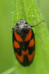 Cercopis vulnerata