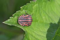Graphosoma italicum