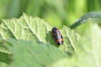 Cercopis intermedia