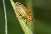 Aelia acuminata