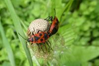 Pyrrhocoris apterus