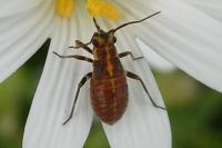 Capsodes