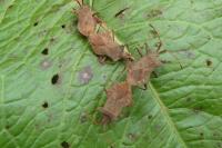 Coreus marginatus