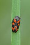 Cercopis vulnerata