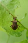 Coreus marginatus