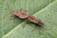 Coreus marginatus