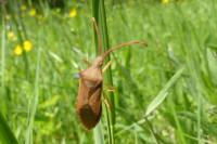 Gonocerus acuteangulatus