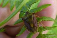 Carpocoris purpureipennis