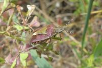 Dolycoris baccarum