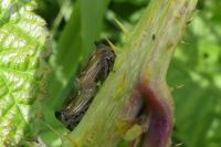 Centrotus cornutus