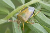 Piezodorus lituratus