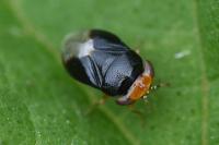 Geocoris erythrocephalus