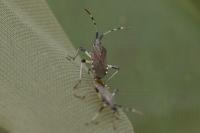 Dicranocephalus albipes