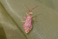Haploprocta sulcicornis