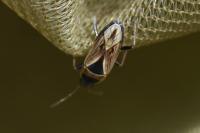Xanthochilus quadratus