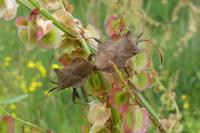 Coreus marginatus
