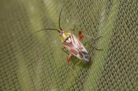 Calocoris roseomaculatus
