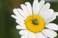 Adelphocoris