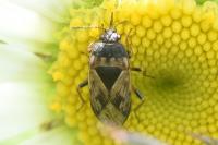 Trapezonotus ullrichi