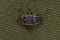 Graptopeltus lynceus