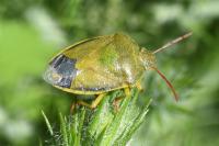 Piezodorus lituratus