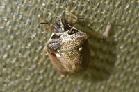 Eysarcoris ventralis