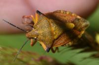 Carpocoris mediterraneus