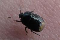Legnotus limbosus
