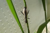 Micrelytra fossularum