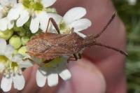Coriomeris denticulatus