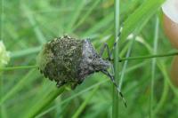 Rhaphigaster nebulosa