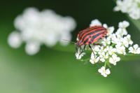 Graphosoma italicum