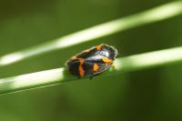 Cercopis intermedia