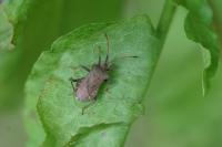 Coreus marginatus