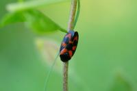 Cercopis vulnerata