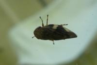 Aphrophora alni