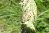 Aelia acuminata