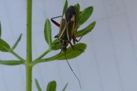 Hadrodemus m-flavum