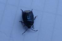 Canthophorus