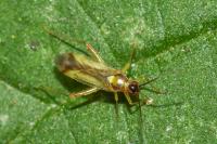 Campyloneura virgula