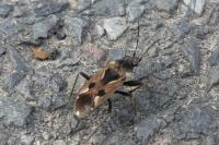 Rhyparochromus vulgaris