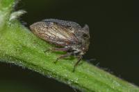 Centrotus cornutus