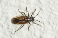 Horistus orientalis