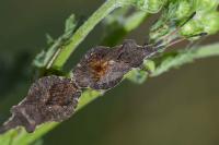 Enoplops scapha
