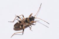 Beosus maritimus