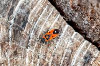 Melanocoryphus albomaculatus