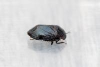 Penthimia nigra