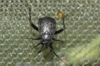 Orthocephalus
